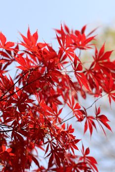 Close-up of red maple leaves against a blurred background, capturing autumn's vibrant colors.