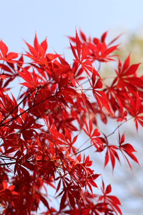 Free Close-up of red maple leaves against a blurred background, capturing autumn's vibrant colors. Stock Photo