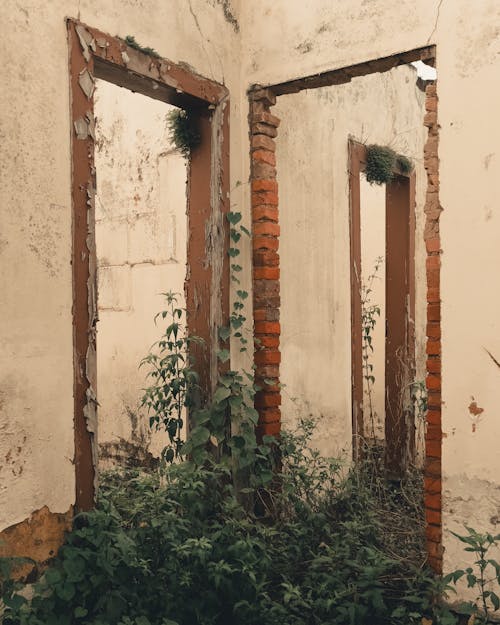Wild Plants in an Abandoned Building