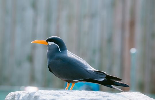A Bird Perched on White Concrete Fence