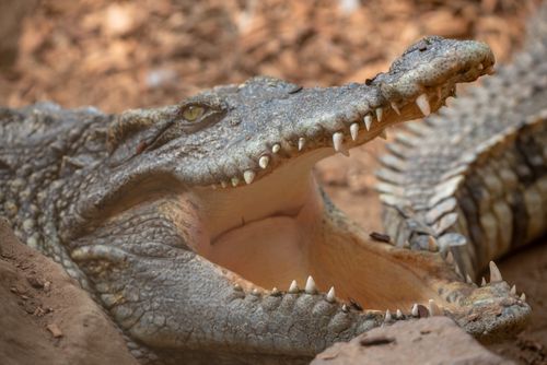 Free A detailed close-up of a crocodile showcasing its open mouth and teeth in a natural setting. Stock Photo
