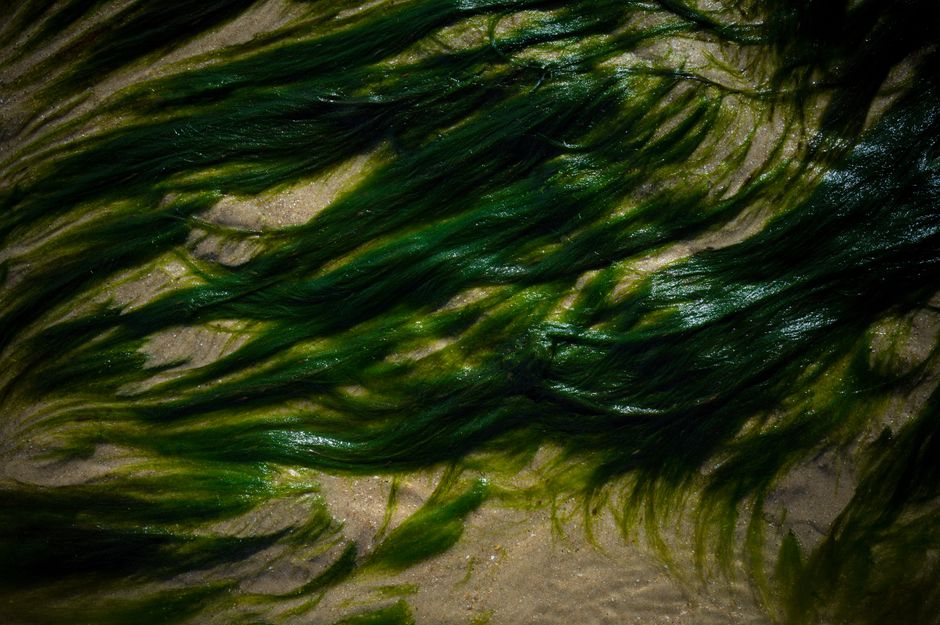 Experts Hint at Seaweed Explosion for Florida Beaches this Summer 2 Close-up of vibrant green seaweed on a sandy beach, showcasing texture and natural beauty. | BocaVibe