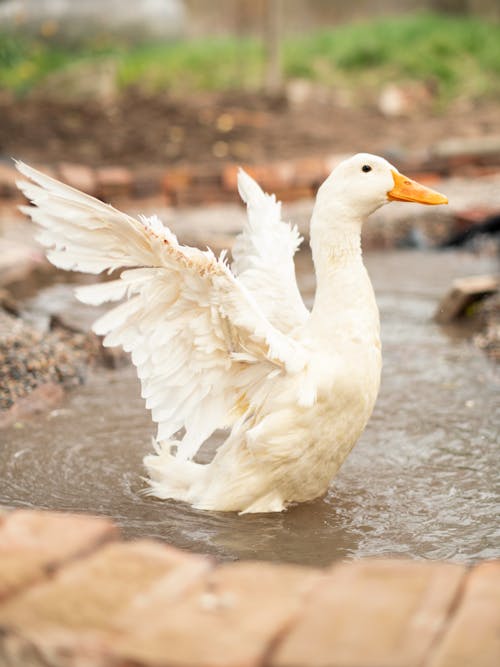 Free White Swan on Water Stock Photo