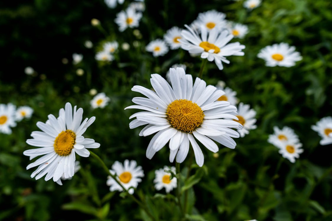 Selective Focus of White Daisy Flower