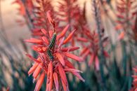 Red and Black Flower in Tilt Shift Lens