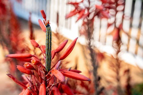 Ücretsiz bitki örtüsü, böcek, Çiçekler içeren Ücretsiz stok fotoğraf Stok Fotoğraflar