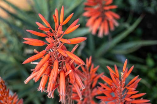 Flowers of Aloe Cameronii Plant