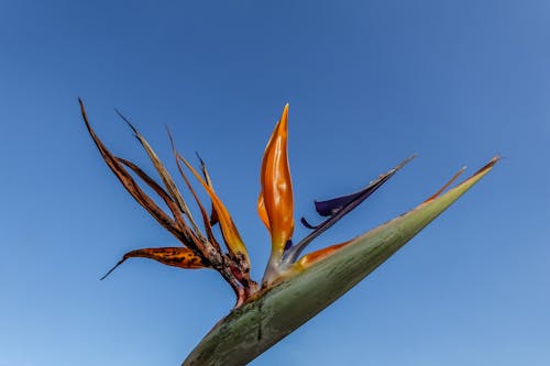 Free Bird of Paradise Flower in Close-up Photography Stock Photo