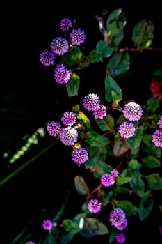 A detailed close-up of vibrant pink knotweed flowers with lush green leaves.