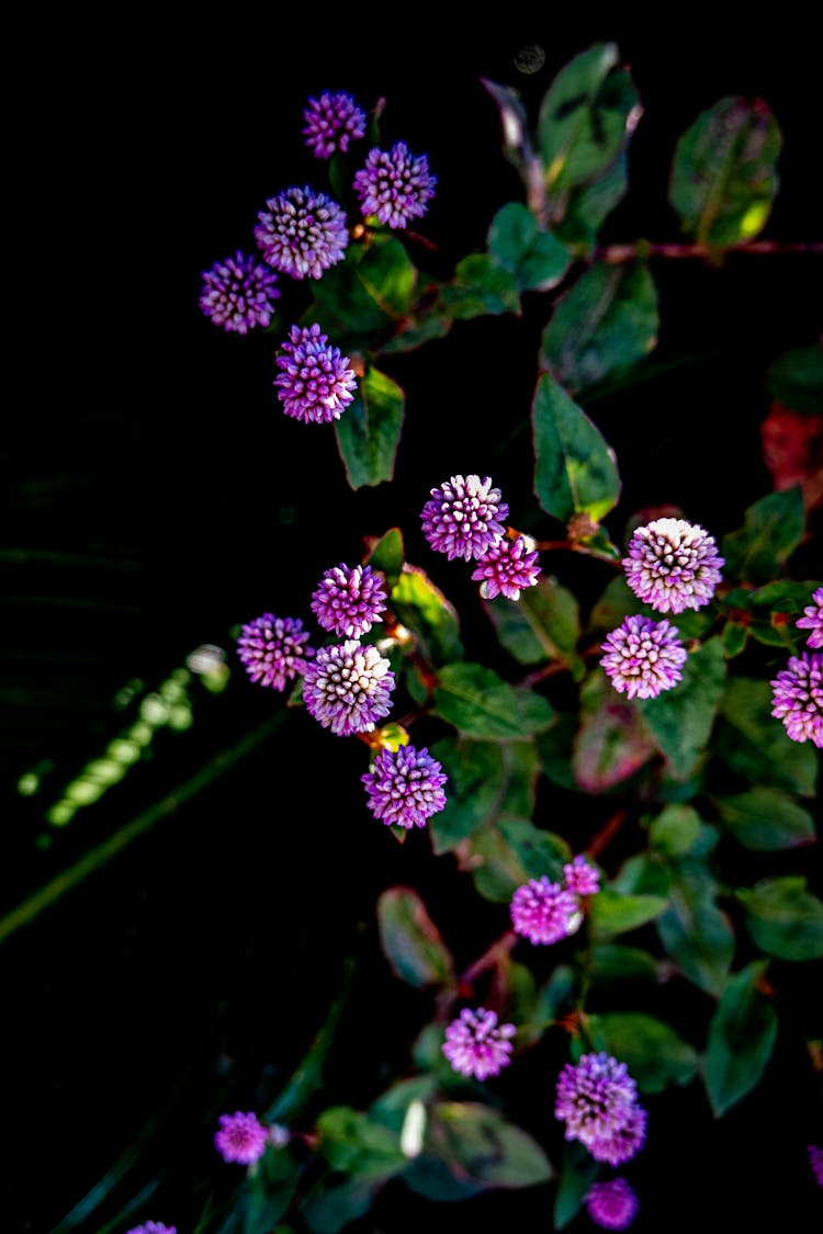 Pink Knotweed Plant In Close-up Photography