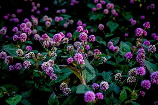 Pink Knotweed Flowers in the Garden
