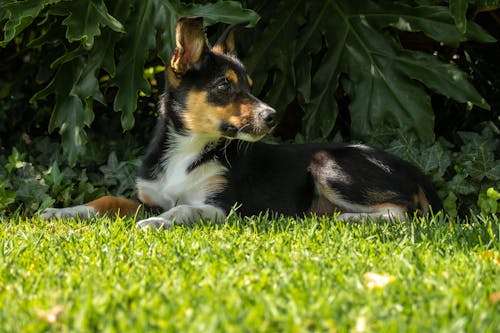 Free Black and Brown Short Coated Dog on Green Grass Field Stock Photo