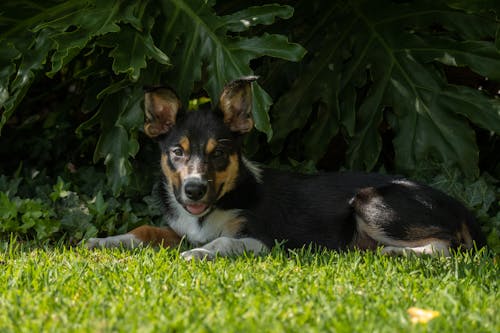 Fotos de stock gratuitas de animal, Border Collie, canino