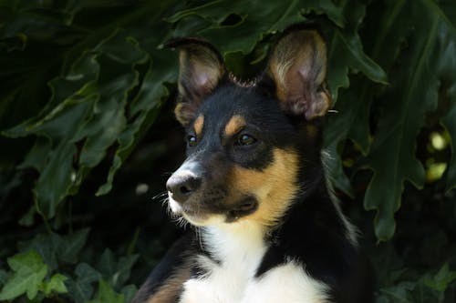 Foto stok gratis binatang, border collie, fotografi anjing