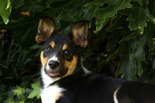 Fotos de stock gratuitas de Border Collie, canidae, canino