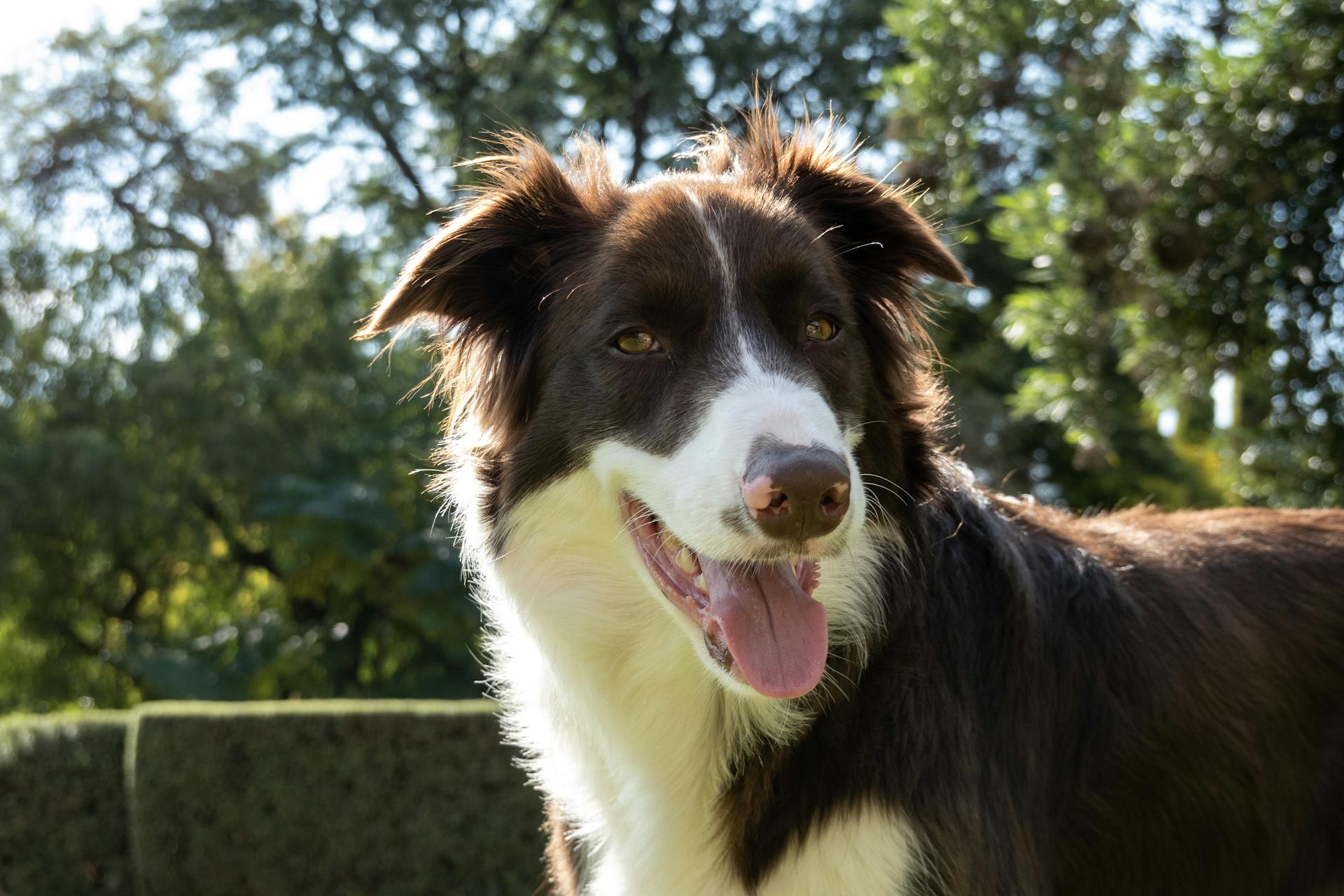 C'est un adorable collie frontalier brun et blanc .