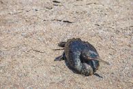 A Blackbird on Dry Sand