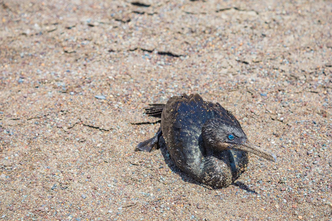 A Blackbird on Dry Sand