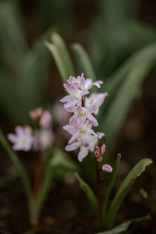 Fotobanka s bezplatnými fotkami na tému kvet, malý, orchidea