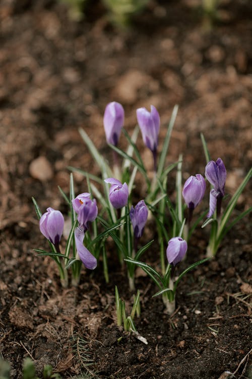 Purple Crocus Buds in Close-up Photography