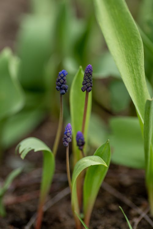 Purple Flower Plants on the Ground