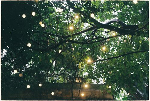 Free A mesmerizing view of a tree canopy adorned with glowing string lights, creating a magical outdoor ambiance. Stock Photo