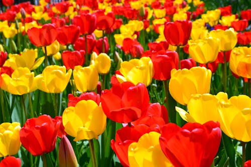 Free Beautiful Red and Yellow Tulips on Field Stock Photo