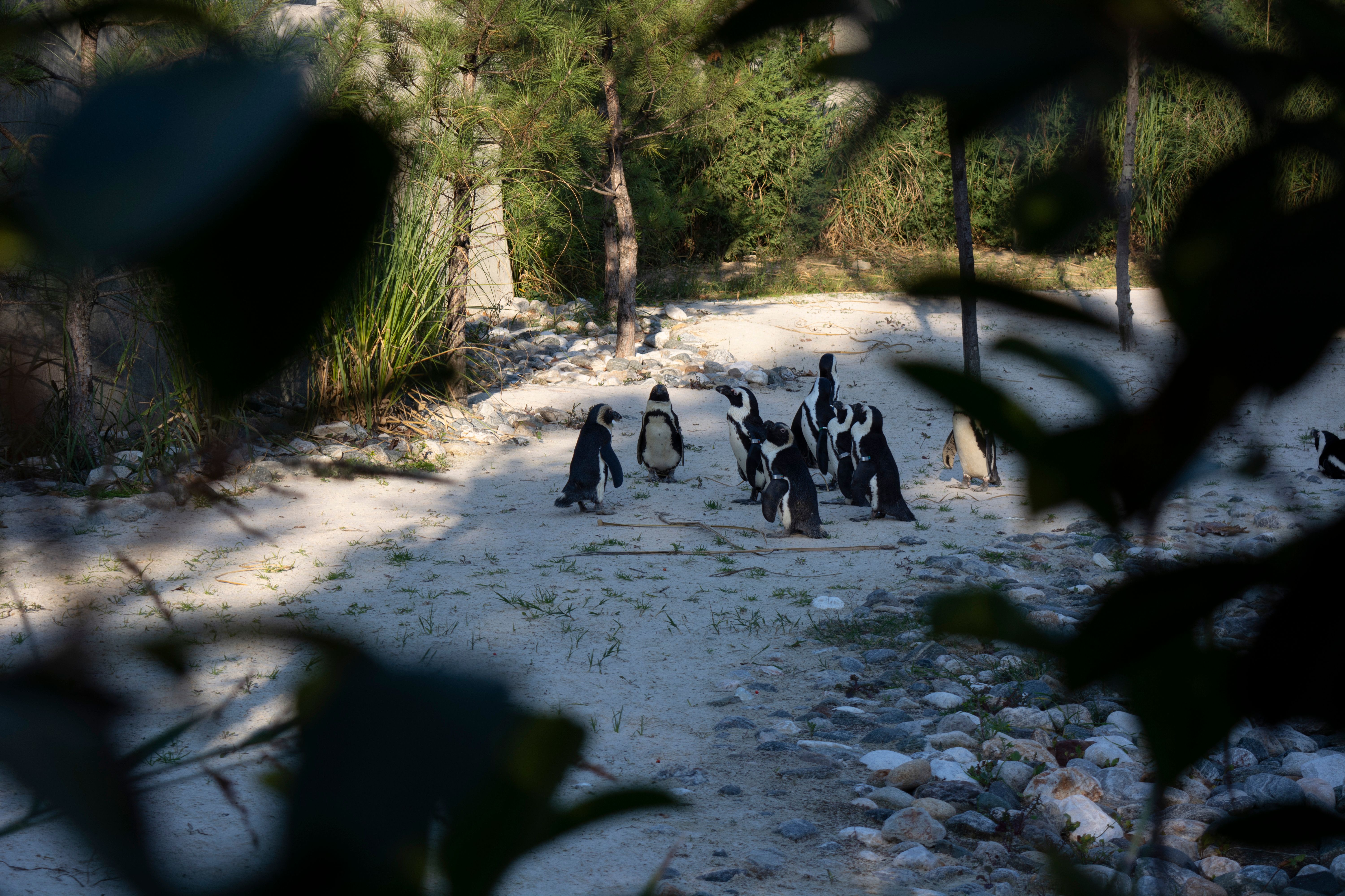 Can penguins fight back? - The Institute for Environmental Research and ...