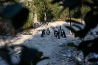 Black and White Penguins on the Sand