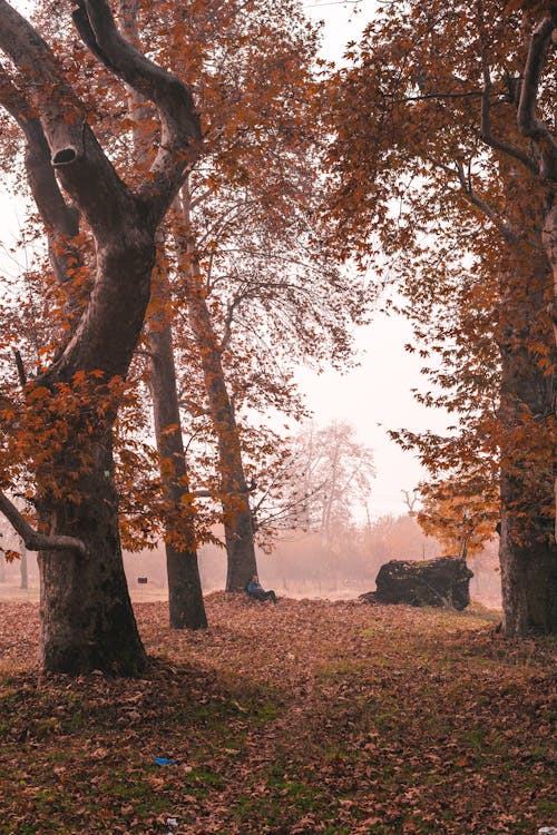 Photos gratuites de arbres, aube, automne