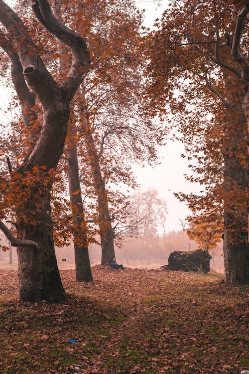 Photos gratuites de arbres, aube, brouillard