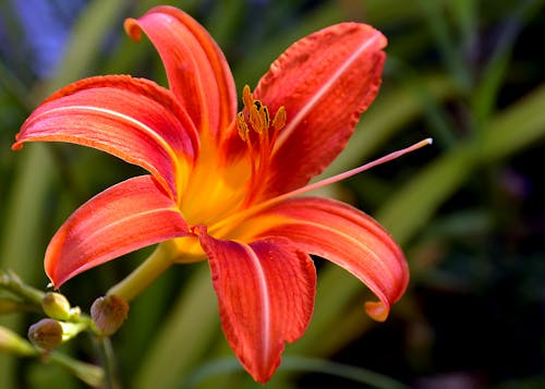 Free Orange Lily Flower in Bloom Stock Photo