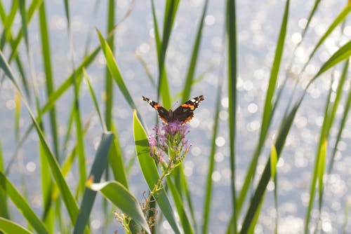 Red Admiral Butterfly Perched on Purple Flower