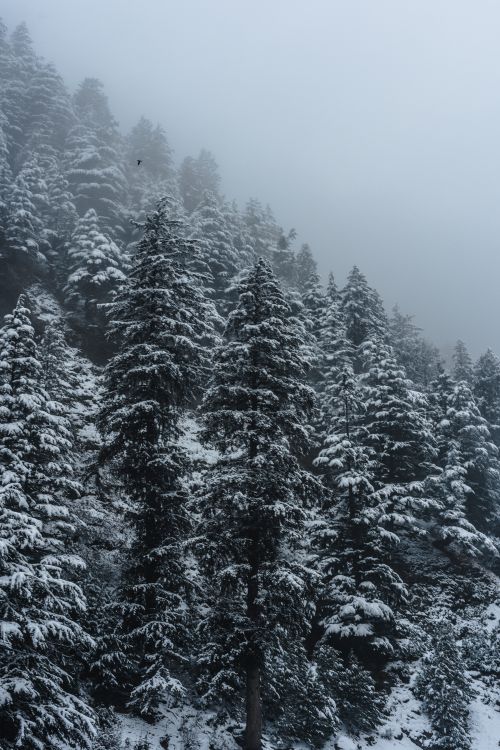 Free A serene winter landscape featuring snow-covered evergreen trees in a misty forest. Stock Photo