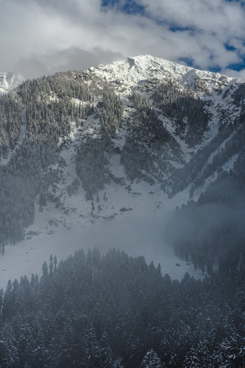 Kostnadsfri bild av barrträd, berg, dagsljus