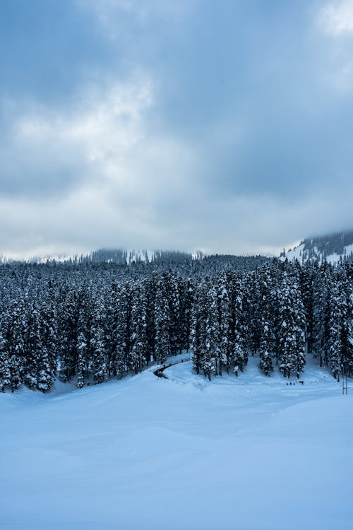 Základová fotografie zdarma na téma denní světlo, jehličnan, krajina