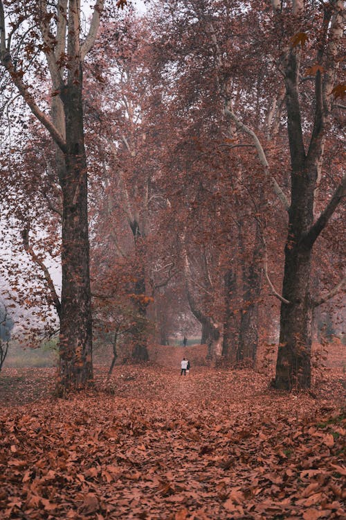 Gratuit Photos gratuites de arbres, automne, feuilles mortes Photos