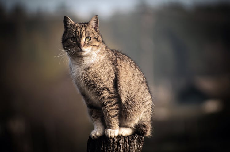 Tabby Cat On Wooden Post