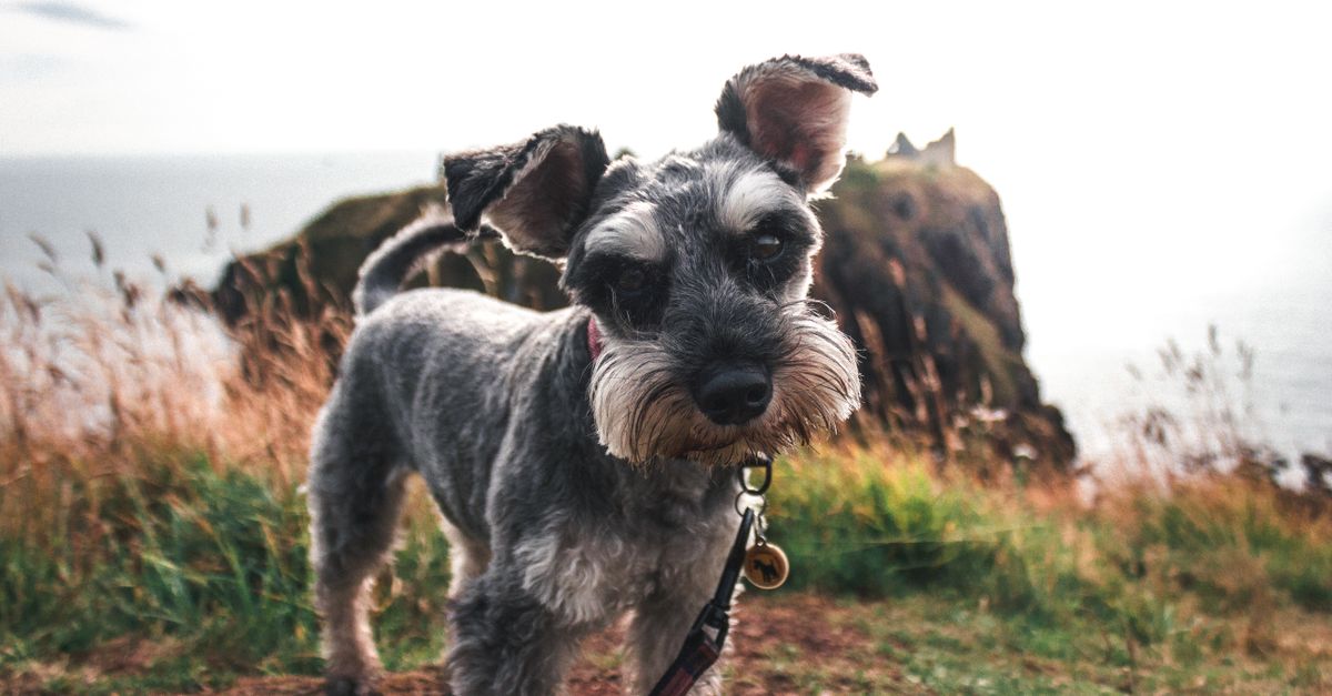 Why Your Dog Suddenly Hates the Leash (And The Overlooked Reasons That Actually Matter)