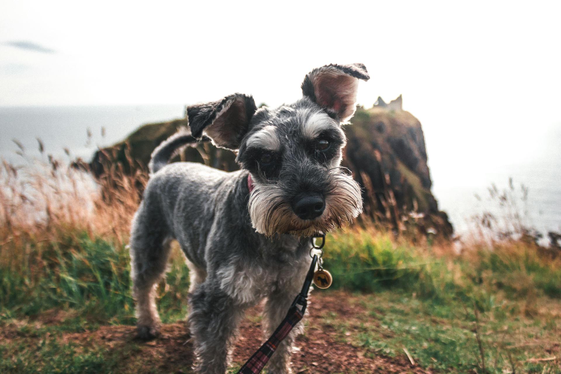 Un schnauzer miniature au premier plan