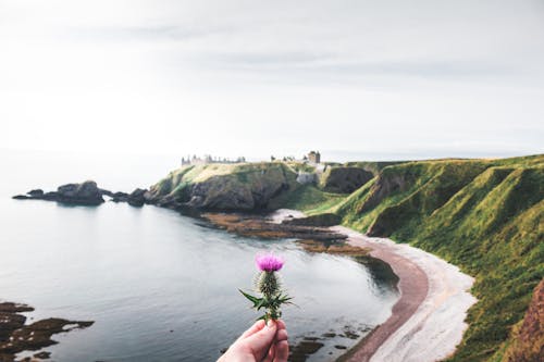 Person Holding Purple Flower with Cliff Coast on Background