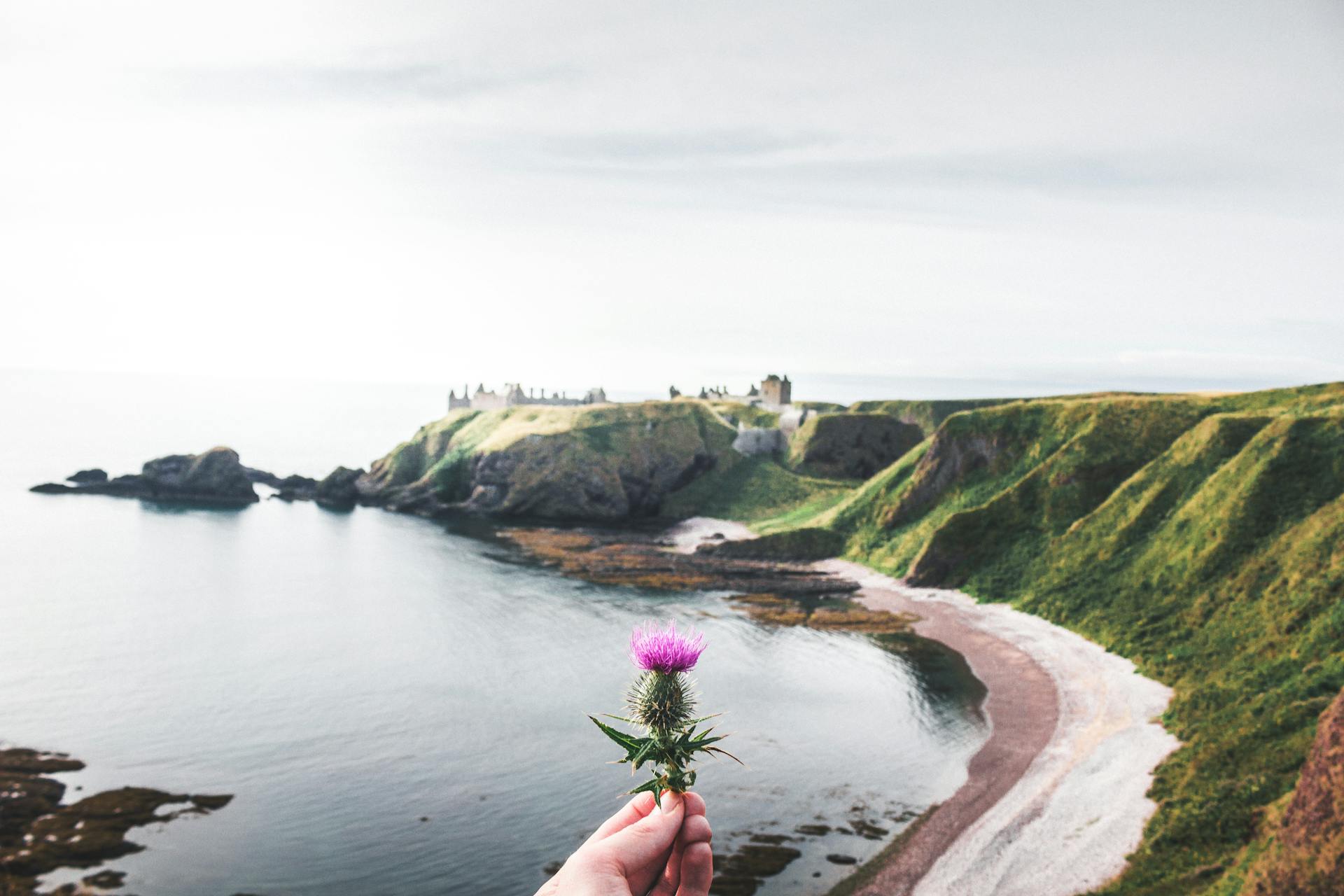 Hand holding thistle with Dunnottar Castle in the background on the Scottish coast.