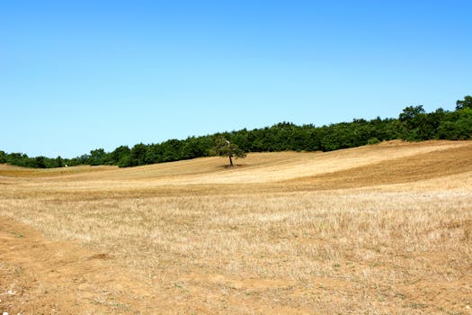 A vast countryside field with a single tree and a forest backdrop under a bright blue sky.