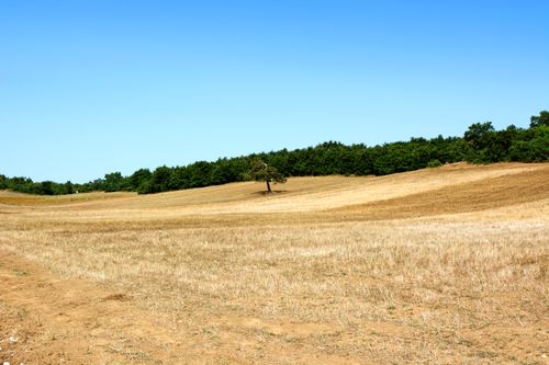 Free A vast countryside field with a single tree and a forest backdrop under a bright blue sky. Stock Photo