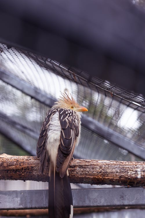 Immagine gratuita di animale, appollaiato, avvicinamento