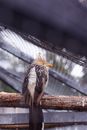 Guira Cuckoo Perched on Wood