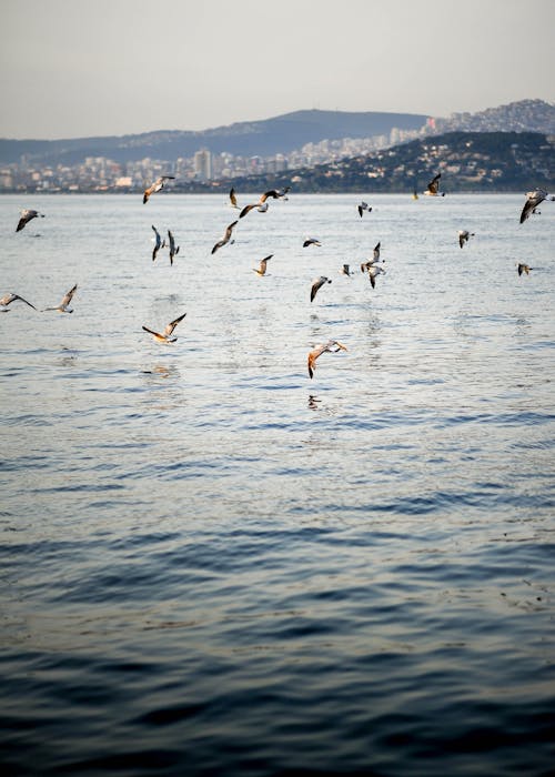 Birds Flying over the Sea