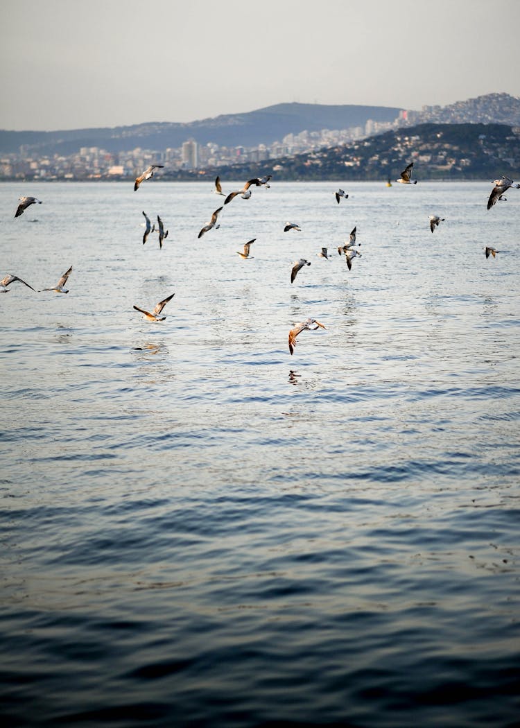 Birds Flying Over The Sea