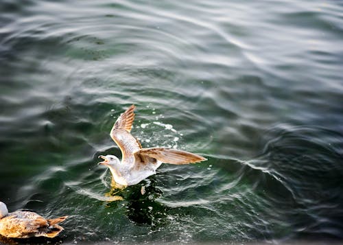 Photo of Seagulls on Water