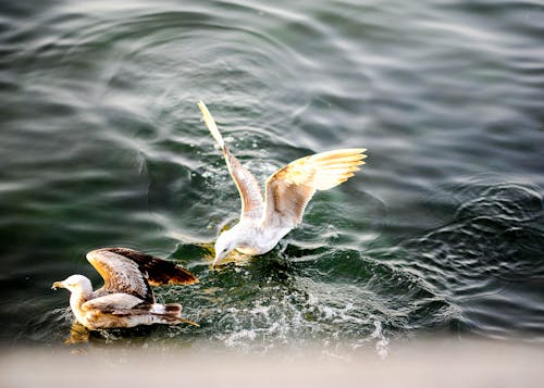 Gulls on Body of Water